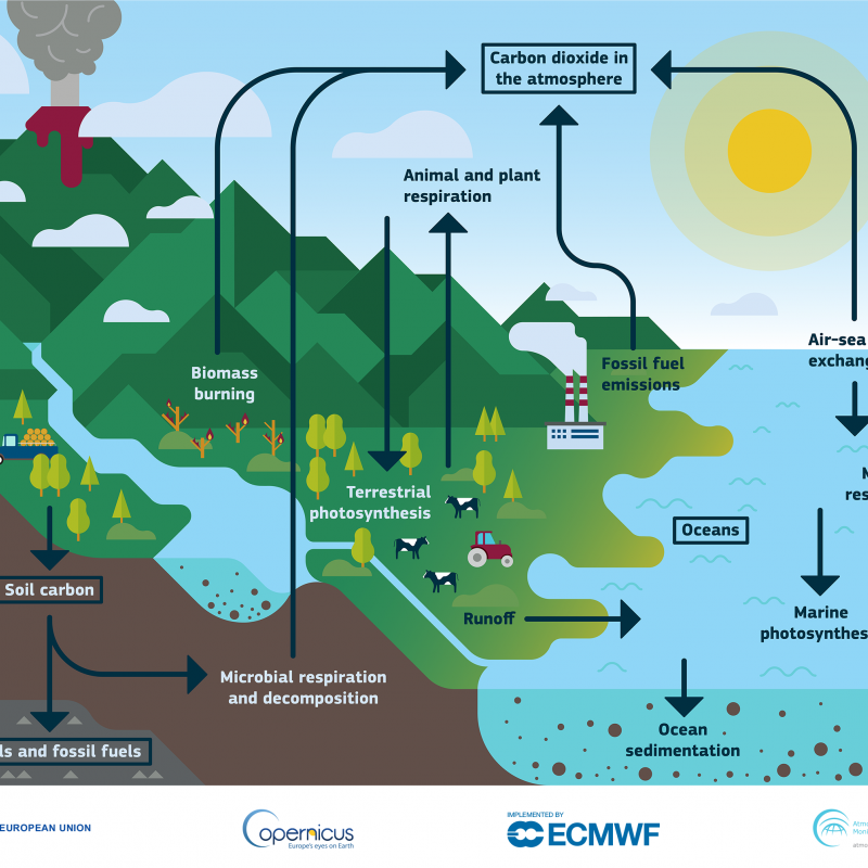 carbon cycle